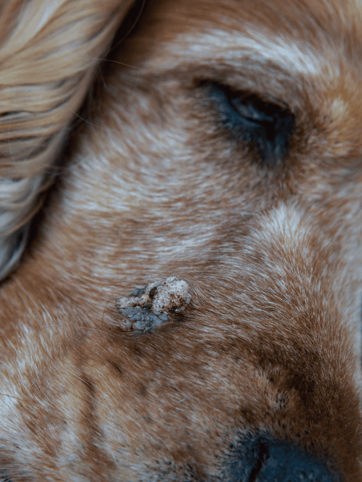 Close-up of a dog’s skin with mange, showing the skin irritation and hair loss.