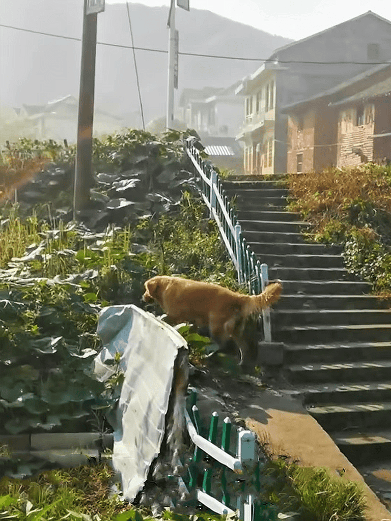 Dog rescue on steep stairs in a residential area after a storm.