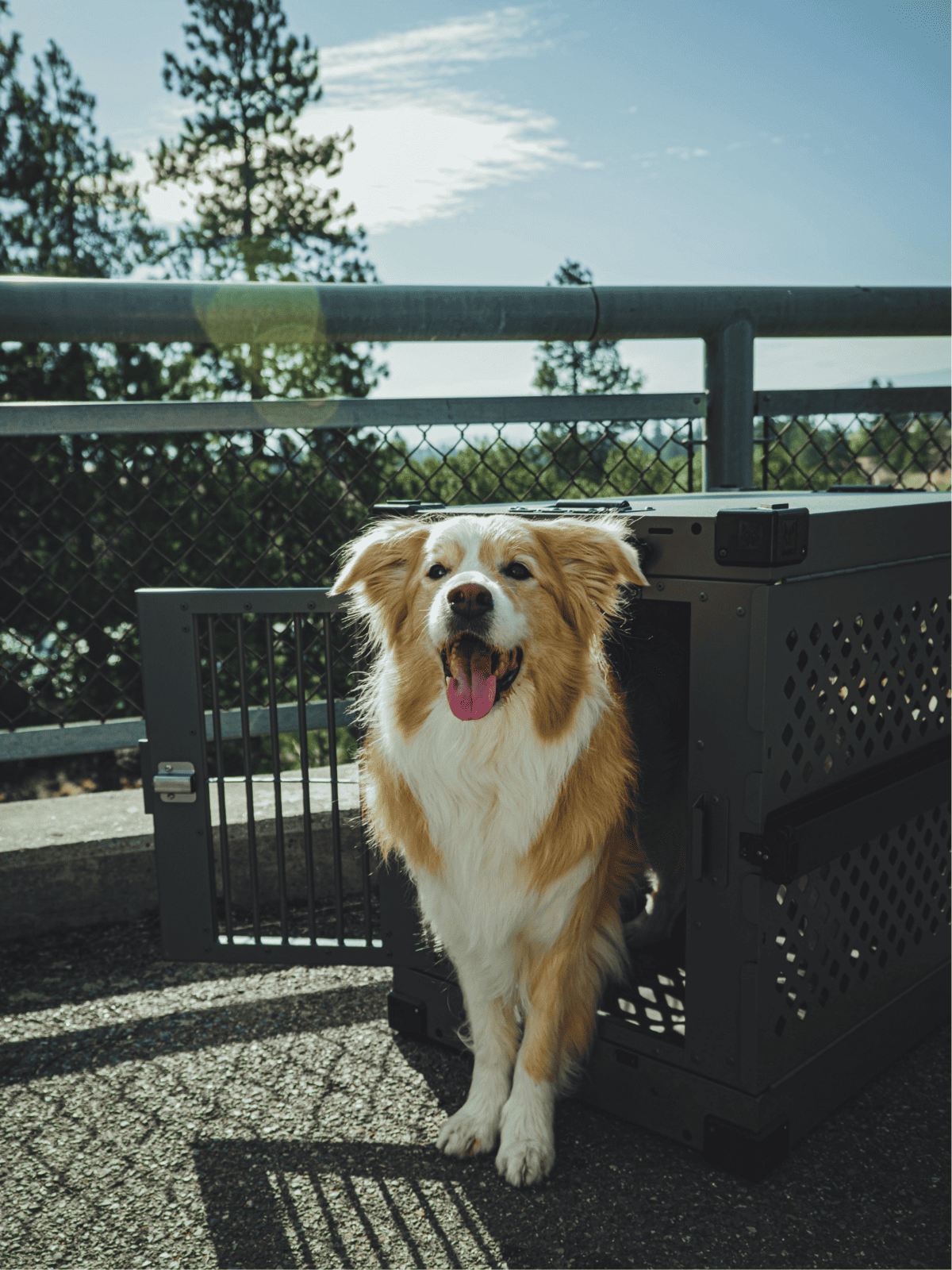 Happy dog emerging from travel crate outdoors.