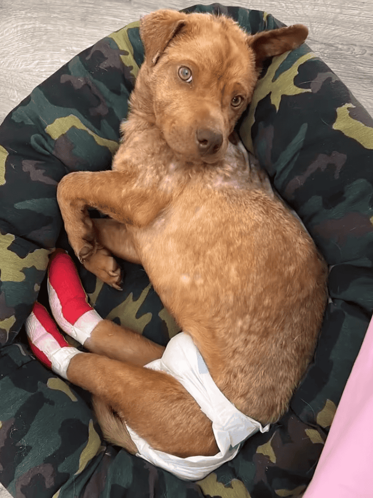 Adorable puppy with bandages, cozy in camouflage bed for recovery.