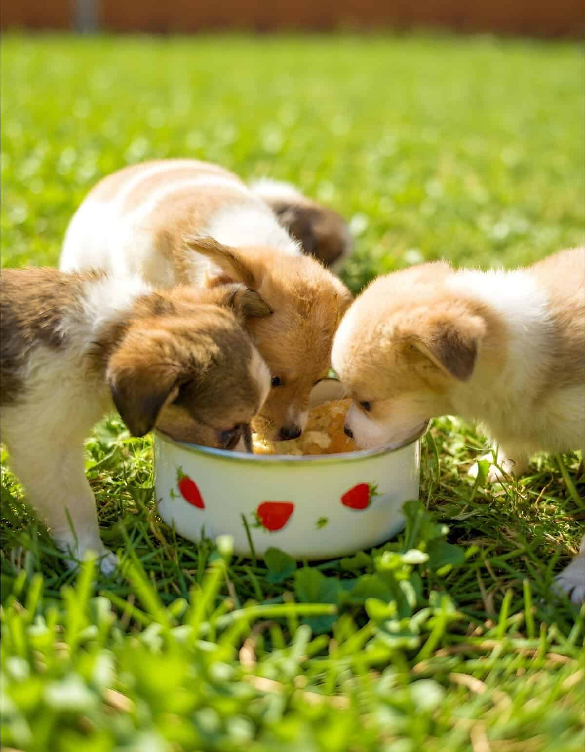 Cute puppies enjoying meal outdoors on vibrant green grass.