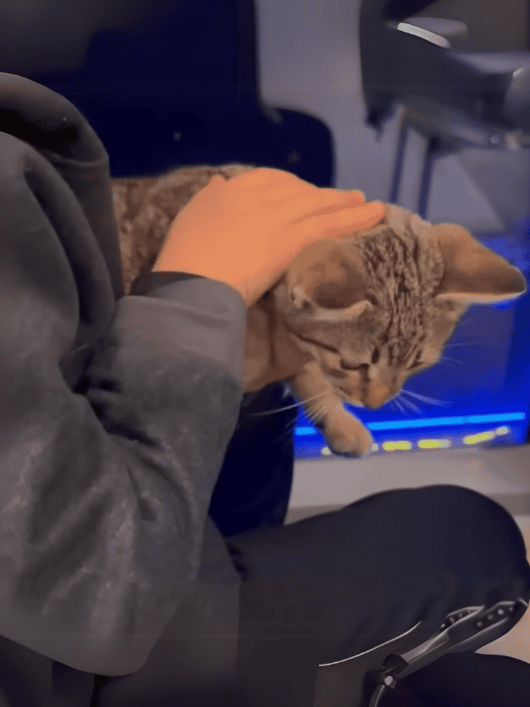 Gentle pet grooming and comfort with professional pet care services presented by Dogfix.