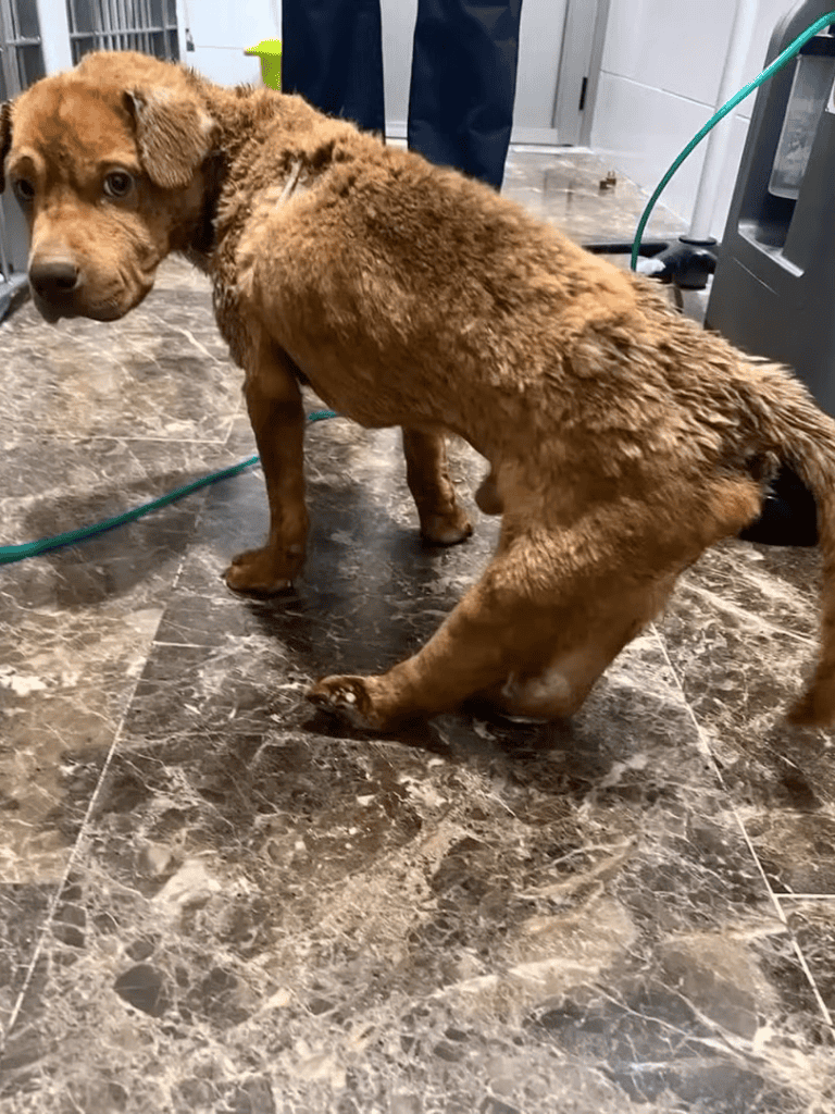 Wet brown dog being bathed in a veterinary clinic.