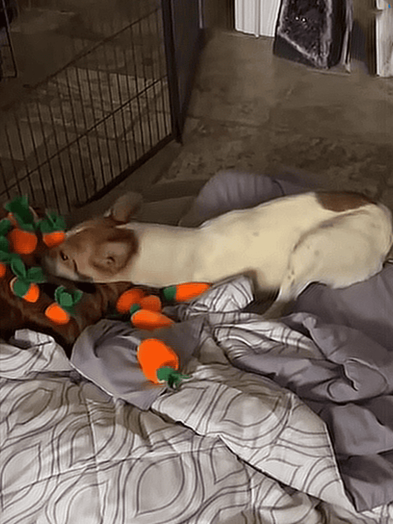 Cute puppy playing with plush carrot toy for dogs.