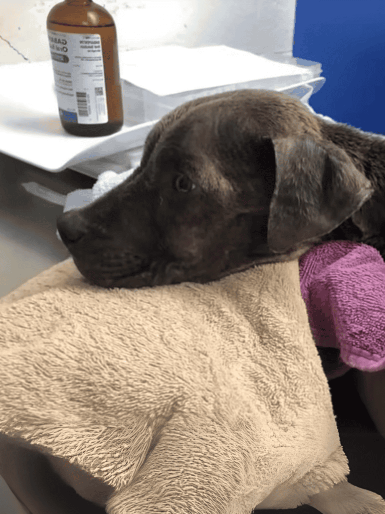 Vet clinic dog lying on towel, receiving medical attention, in a clinical setting.