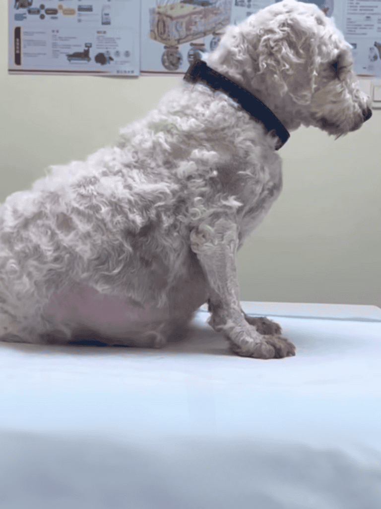 Dog with curly fur at vet visit, sitting on examination table,ware collar.