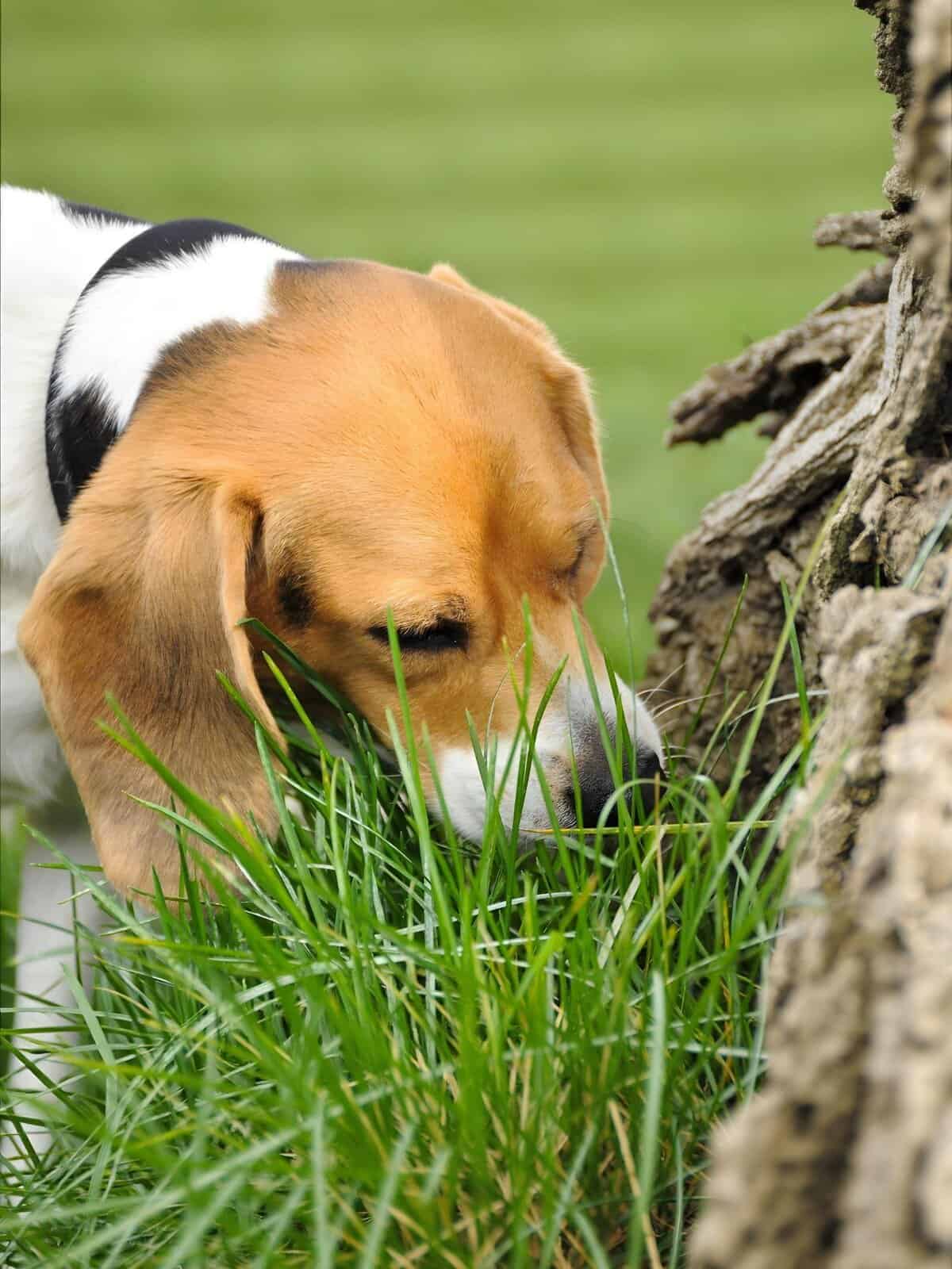 Adorable beagle exploring nature, sniffing tall grass near a tree in a lush green field.