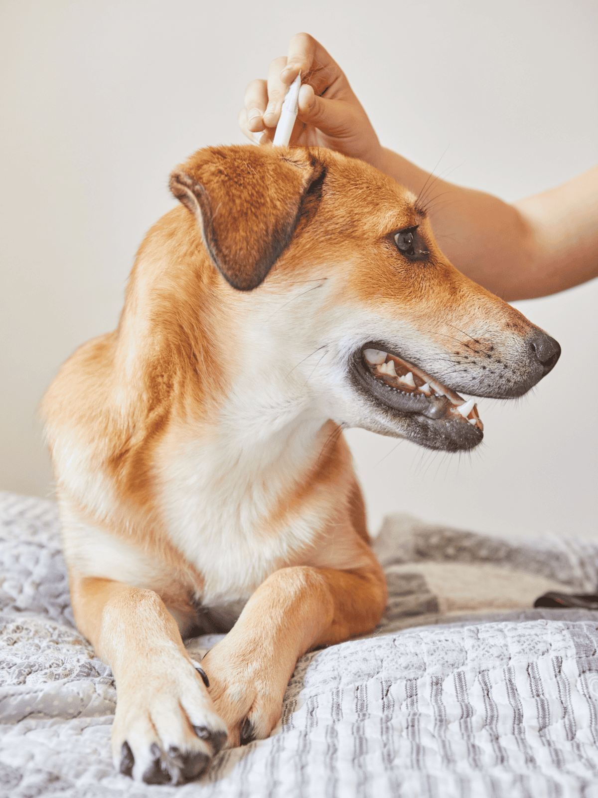 Dog vaccination, veterinary care for dogs, pet health, dog health checkup, vaccination for dogs.