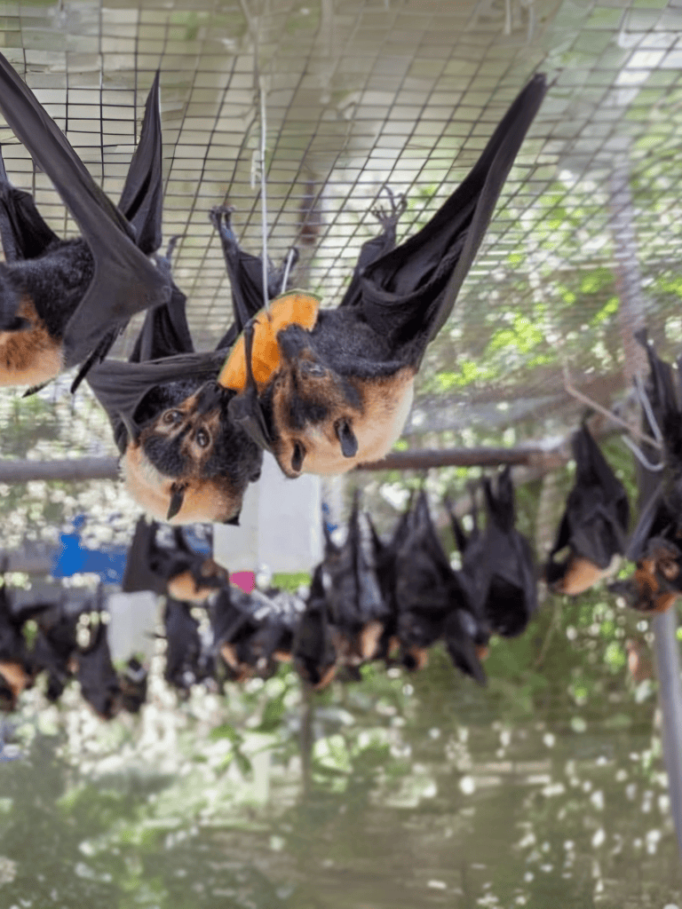 Dog toys drying hanging outdoors for pet play and fetch training.
