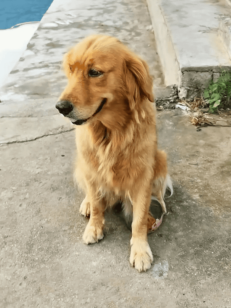 Adorable golden retriever puppy sitting outdoors near water and concrete.