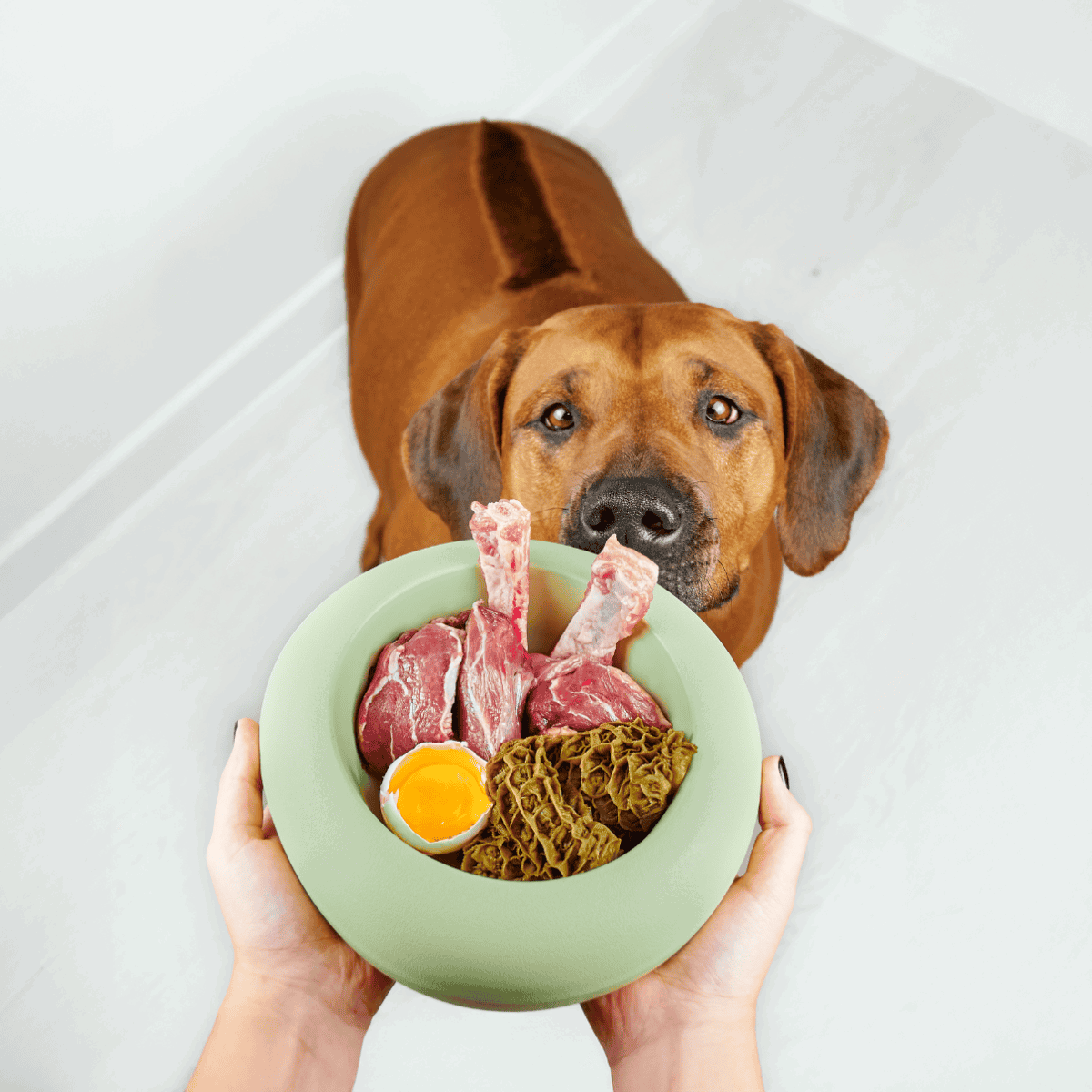 Close-up of a delicious, nutritious dog food meal with raw ingredients, ideal for canine health.