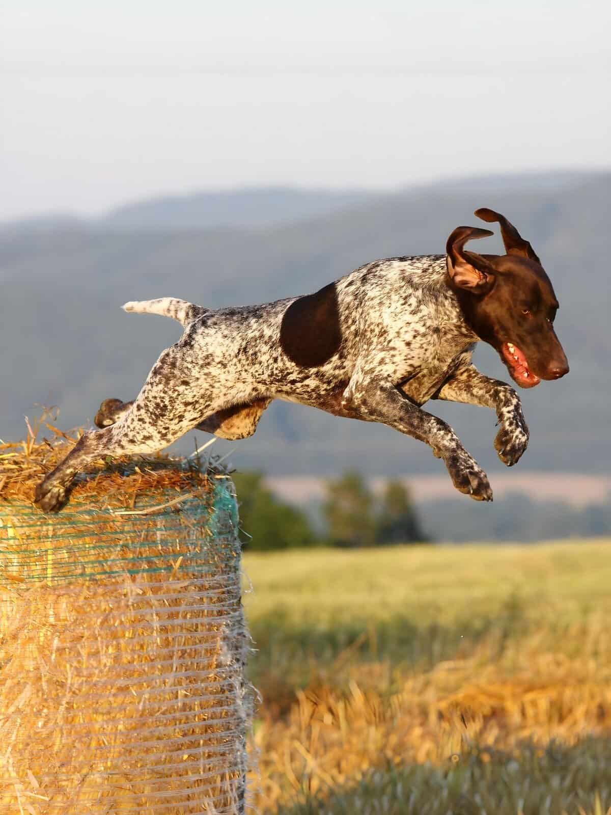 Dog jumping off hay bale in field, energetic outdoor scene.