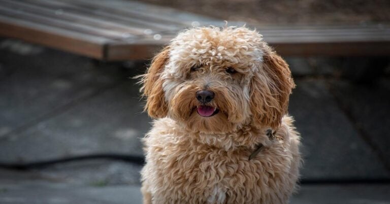 Adorable fluffy Labradoodle sitting outside with curly coat, friendly and happy dog.
