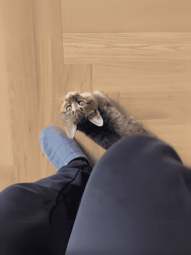 Cute tabby kitten looking up beside a person's foot on a wooden floor.