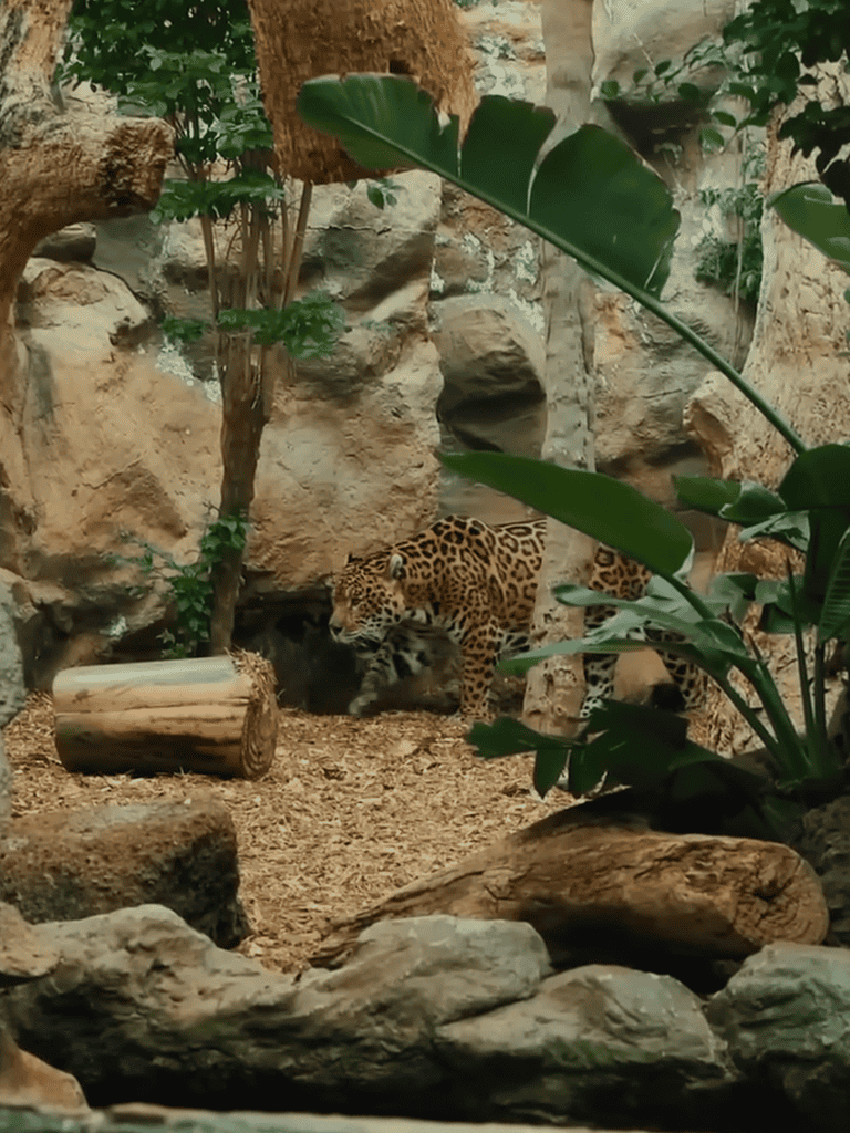 A jaguar walking through a naturalistic habitat with rocks and lush greenery.