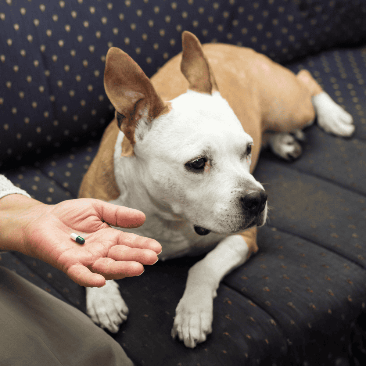 Dog medication, veterinarian, healthcare, pet health, dog care, medical treatment for dogs.