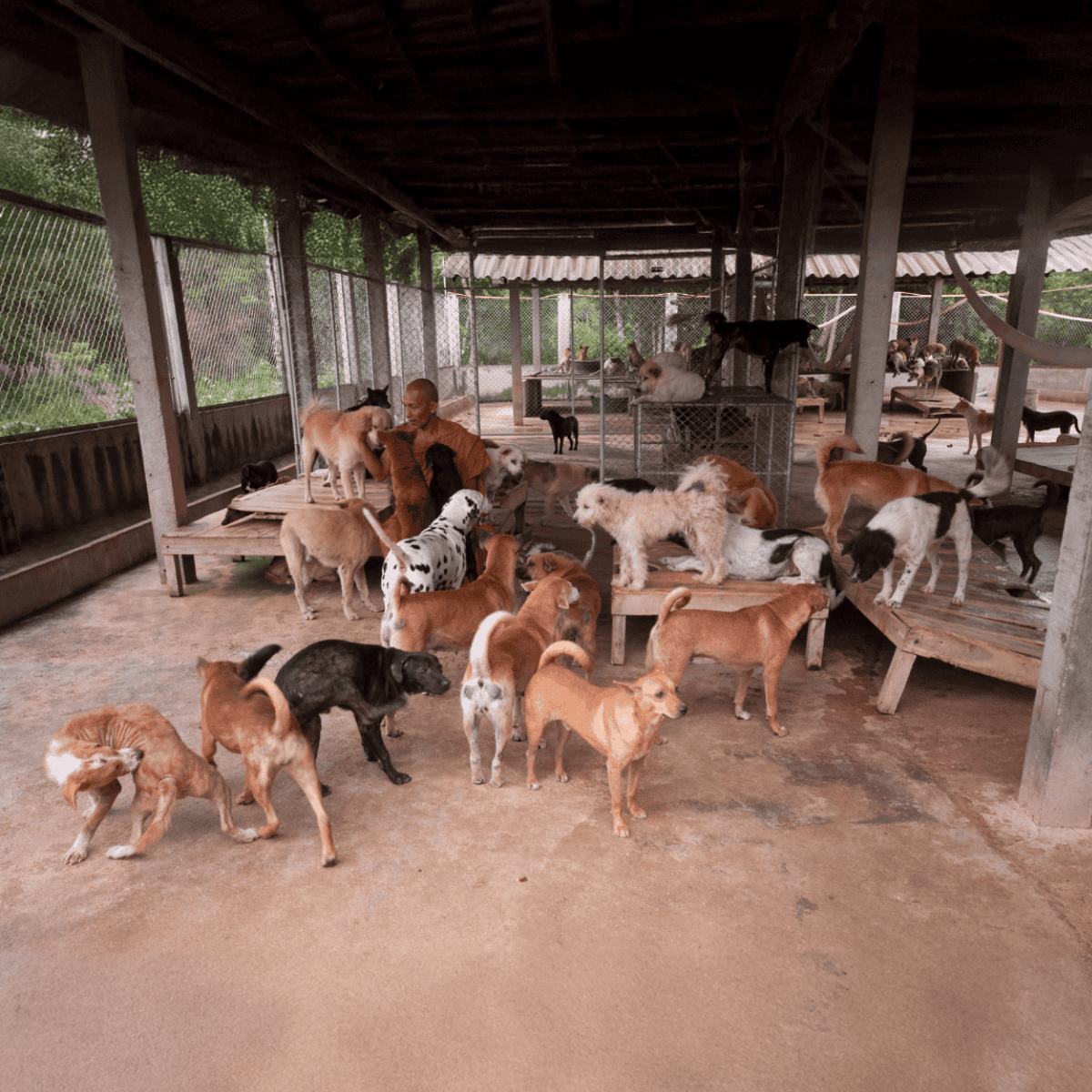 Dog shelter with multiple dogs in an outdoor area, volunteers caring for and socializing dogs, fostering a safe environment for rescue and adoption.