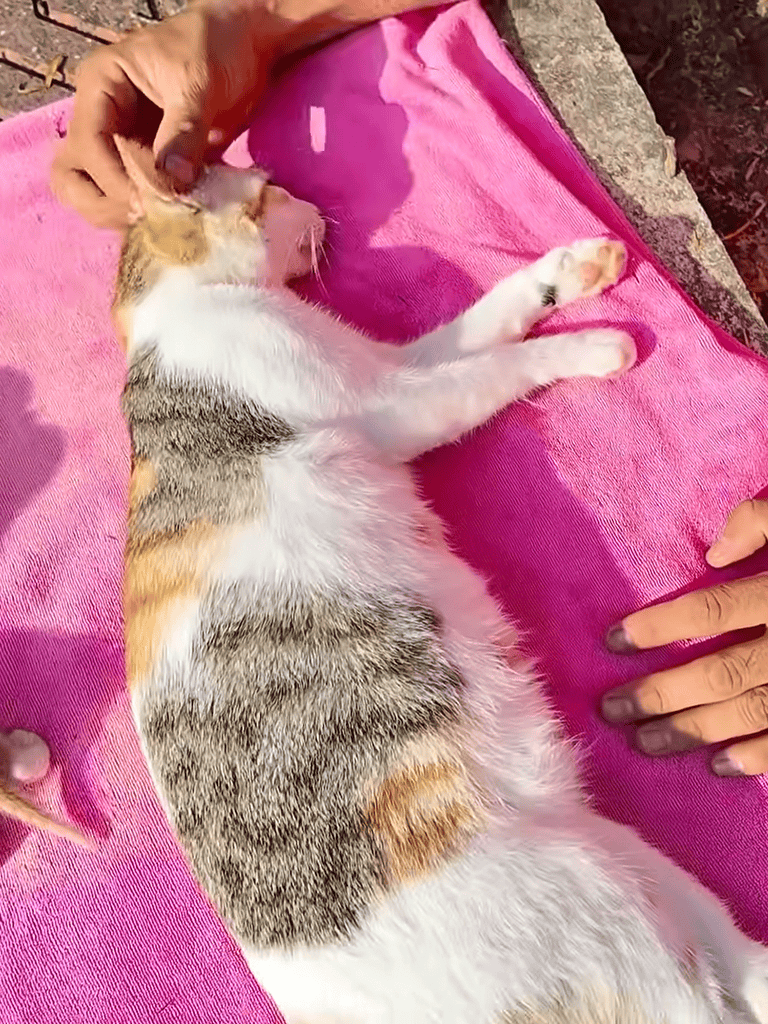 Adorable kitten lying comfortably on pink fabric, relaxed and enjoying sunlight.