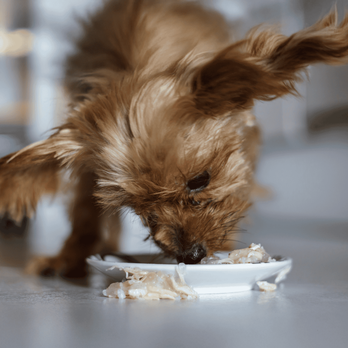 Adorable small dog eating food from white bowl in a cozy home setting.