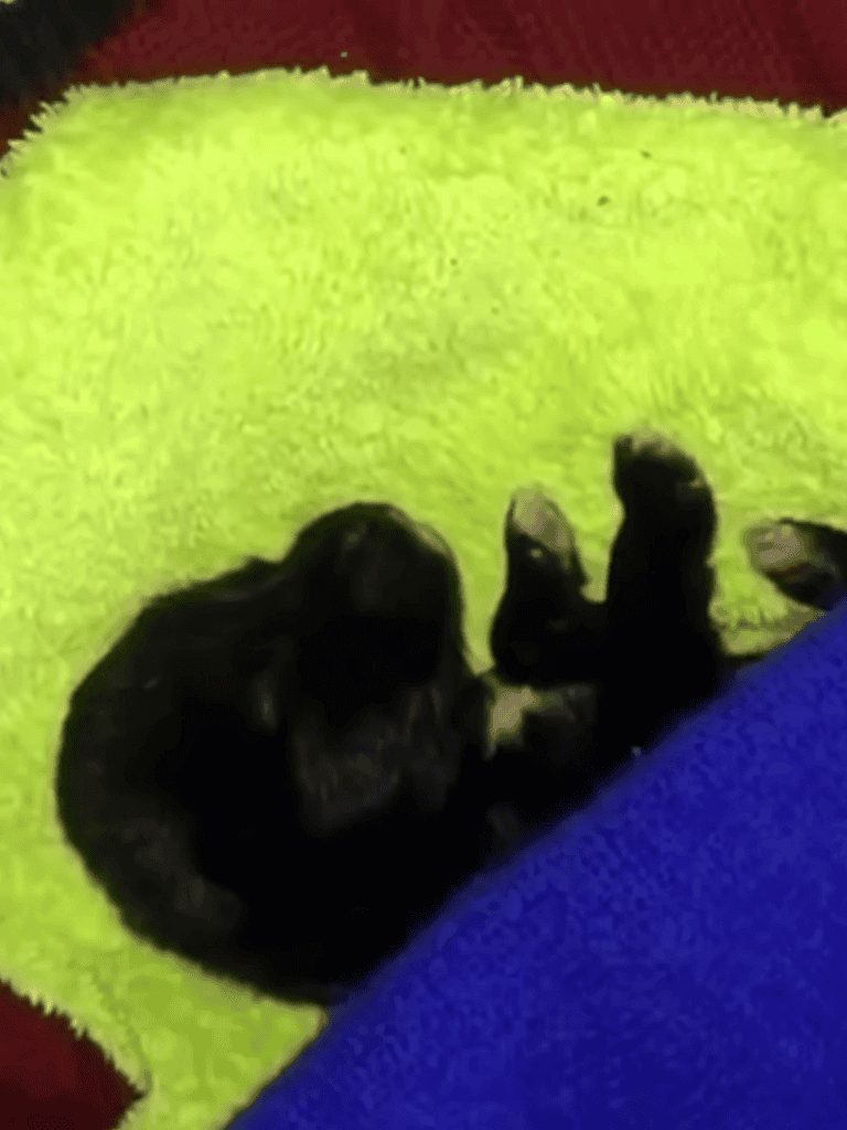 Adorable black puppy relaxing on colorful blanket, perfect for pet lovers.