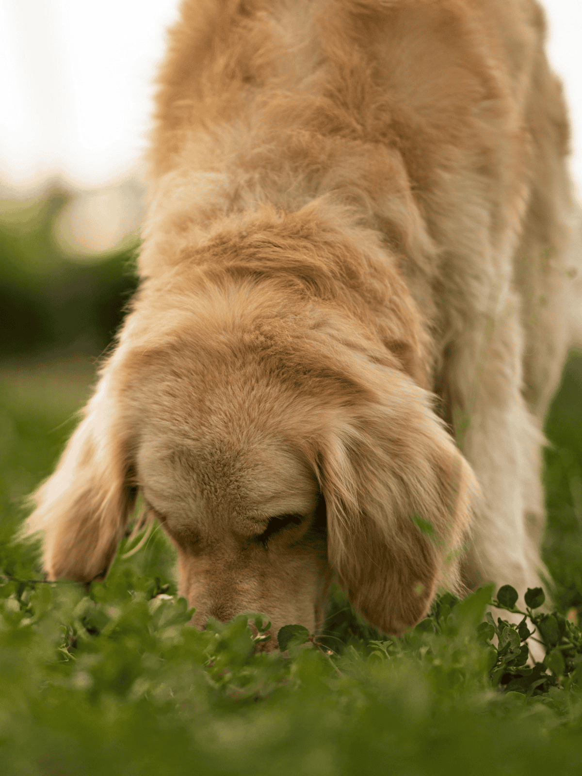 Adorable Labrador puppy sniffing grass in a natural setting.
