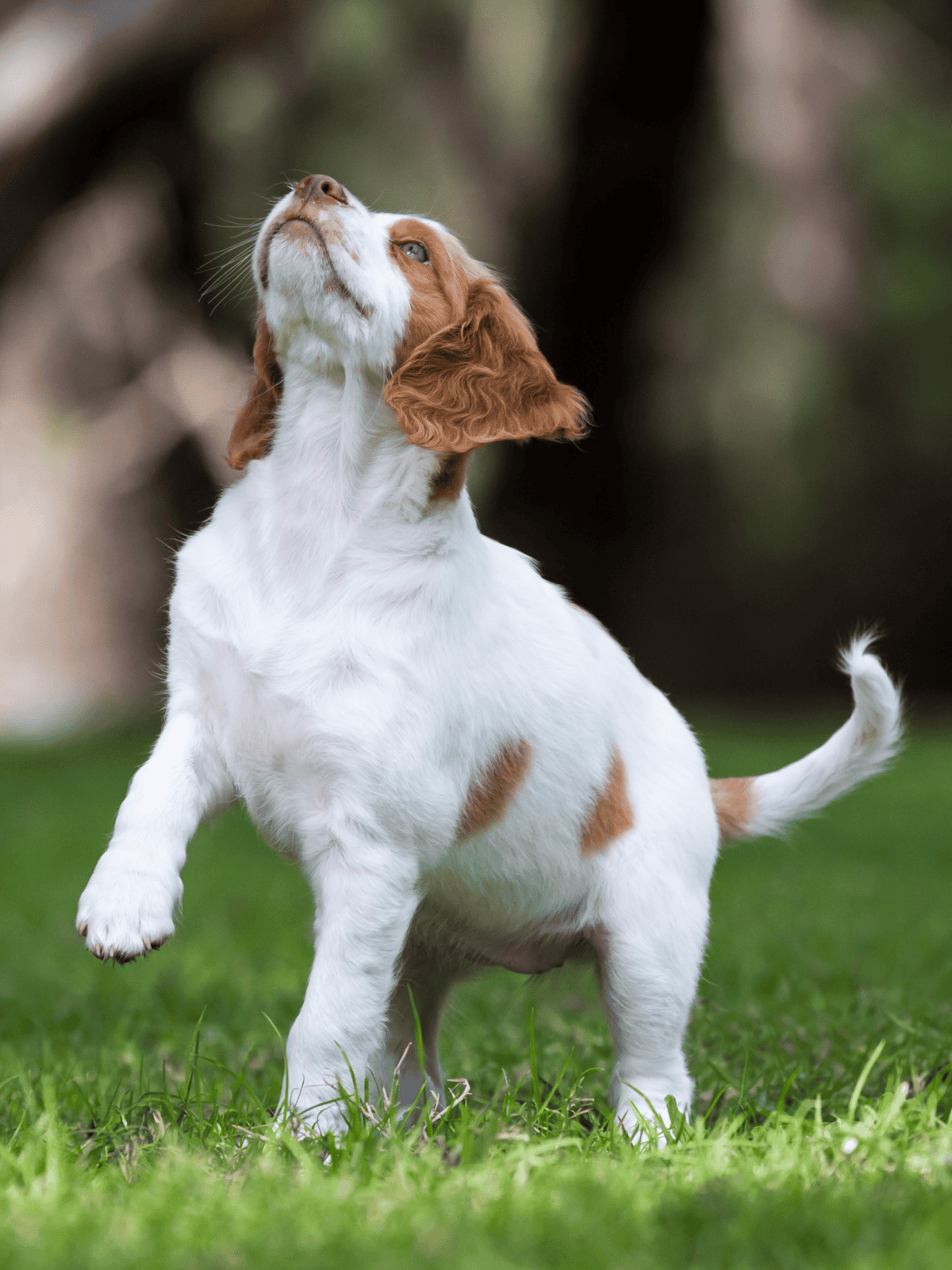 Cute young dog playing outdoors on a grassy field.
