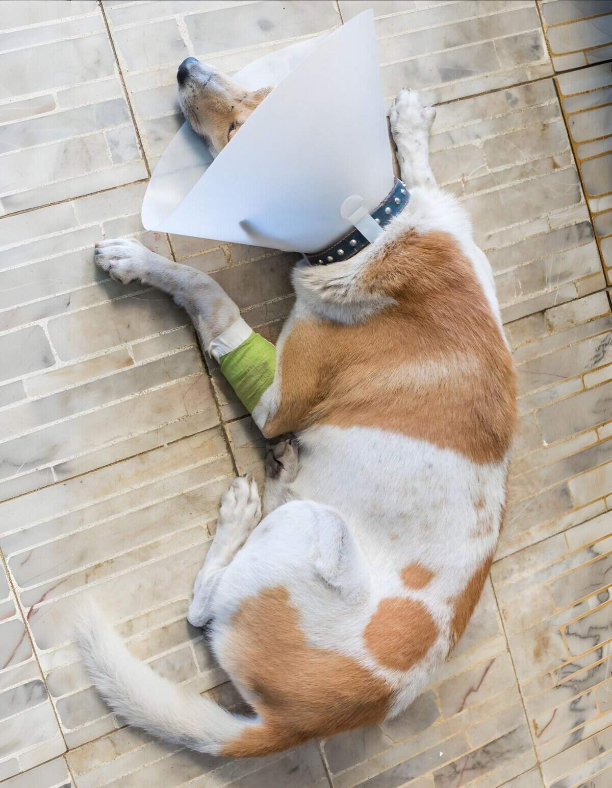Dog injured and resting with protective cone and bandage, expert dog injury care, Pet vet services, Dogfix pet health solutions.