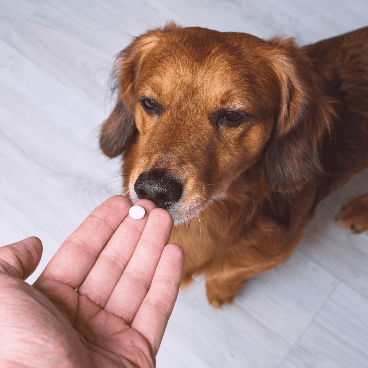 Dog supplement pill and owner giving vitamin to golden retriever.