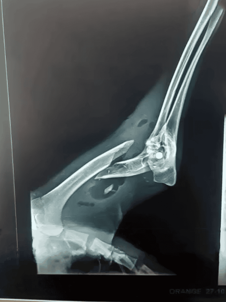 X-ray of a dog's broken leg showing fractured bones and joint damage.