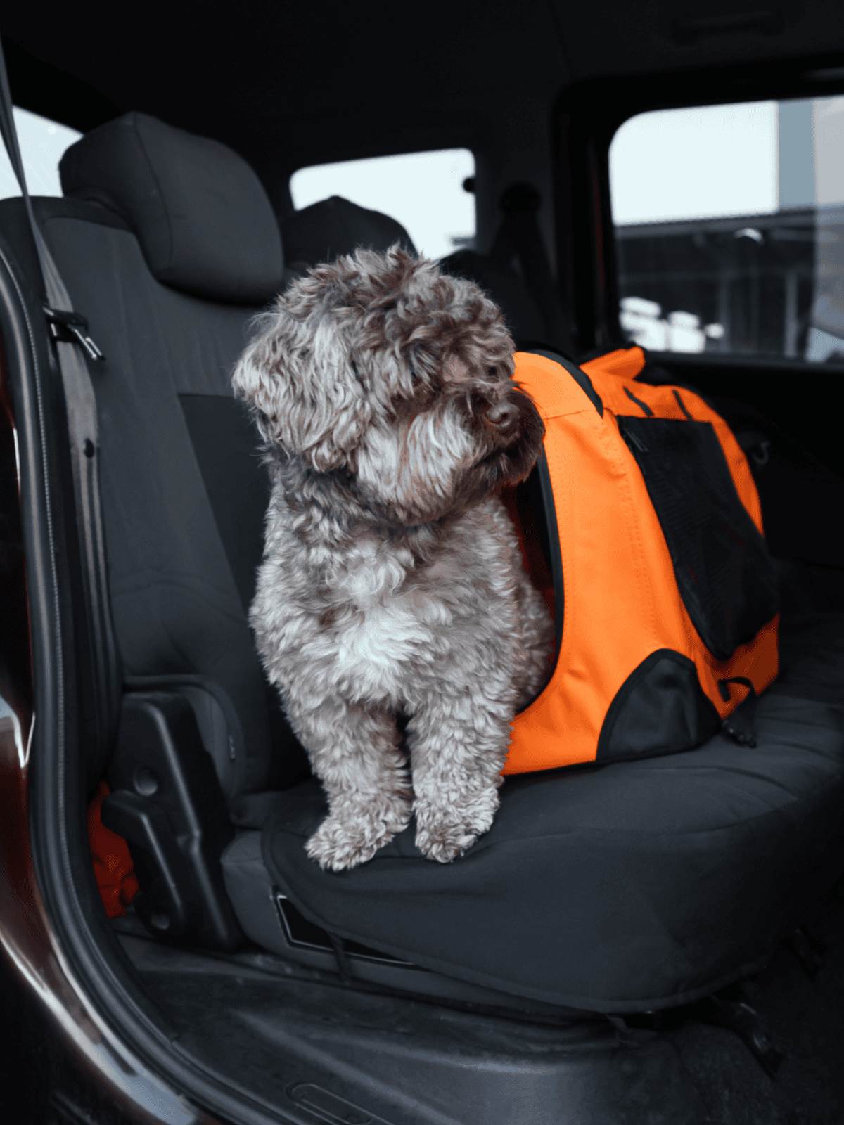 Cute dog sitting in vehicle with travel backpack, ready for adventure.