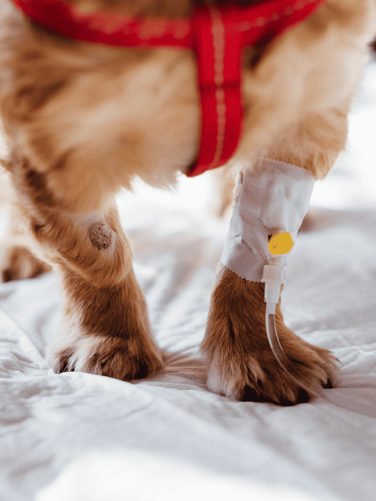 Dog with IV therapy for medical treatment.