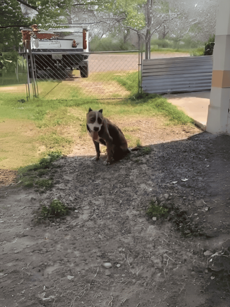 Dog sitting outside in front of house, calm and alert.