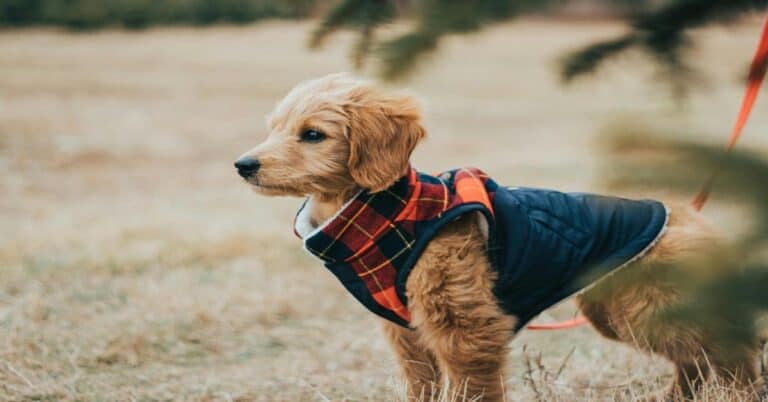 Adorable golden retriever puppy in coat, exploring outdoors on a chilly day.