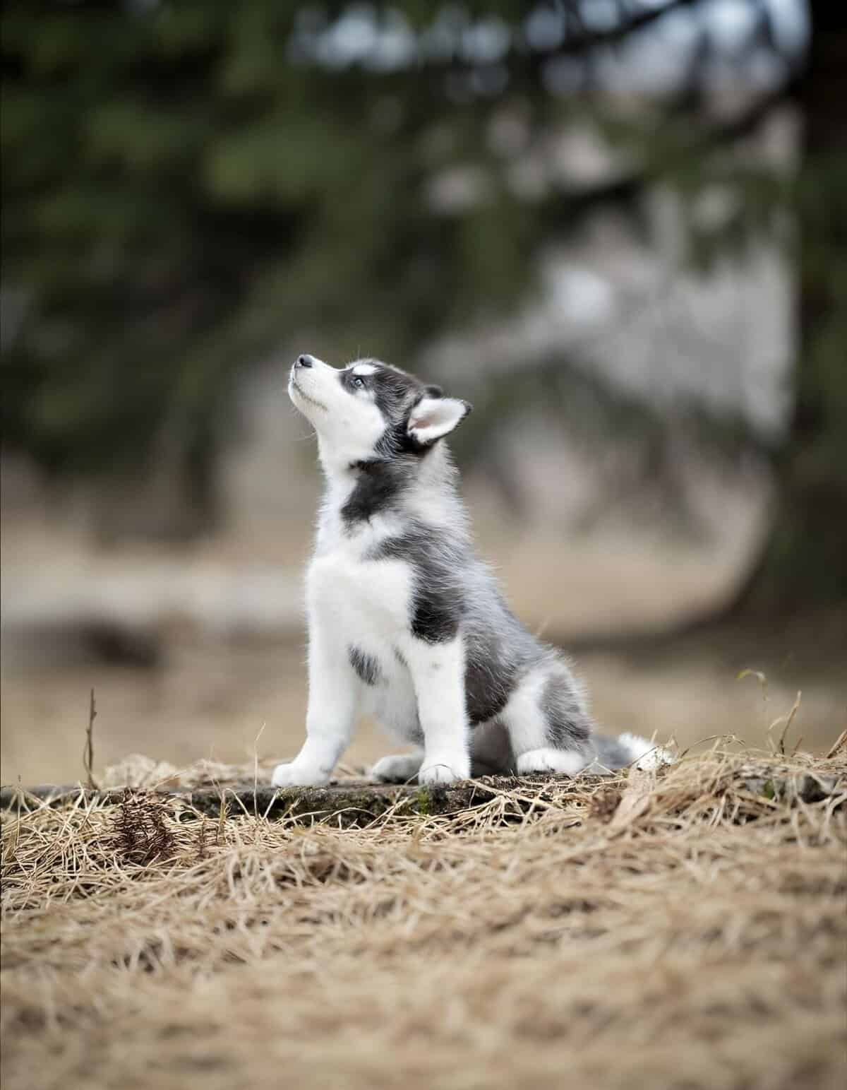 Adorable husky puppy sitting on dry grass, looking up, with blurred trees background. Perfect for dog lovers and pet care content.