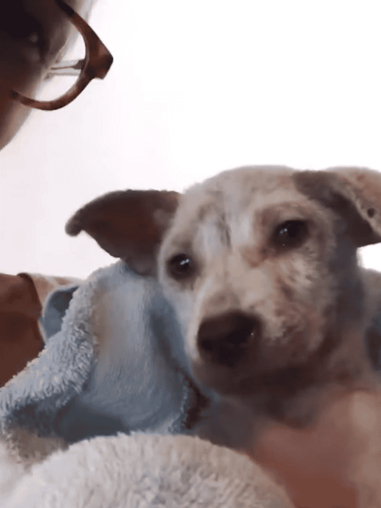 Cute puppy lying on blanket, adorable furry dog resting comfortably indoors.