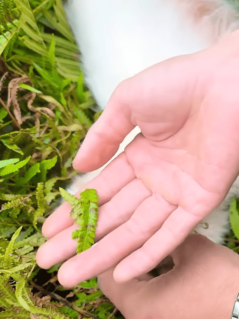Close-up of a hand gently holding a fern leaf among lush green ferns.