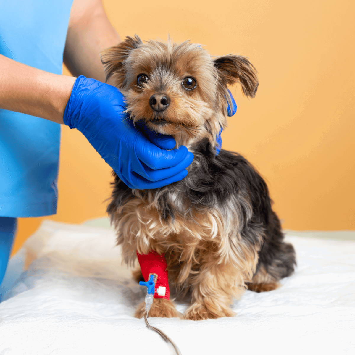 Close-up of vet examining a cute dog during a health checkup, showing professional pet veterinary care.