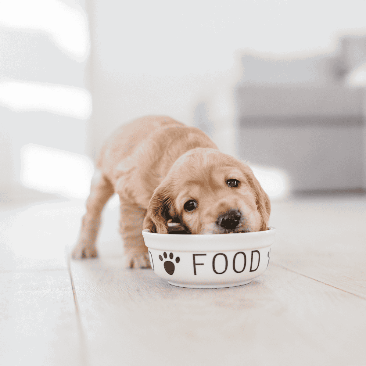 Adorable golden retriever puppy enjoying a meal from a dog food bowl, emphasizing pet feeding and health.