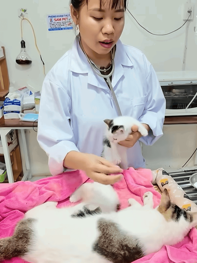 A veterinarian examines kittens at a pet clinic. Providing professional veterinary services for cat health and wellness.