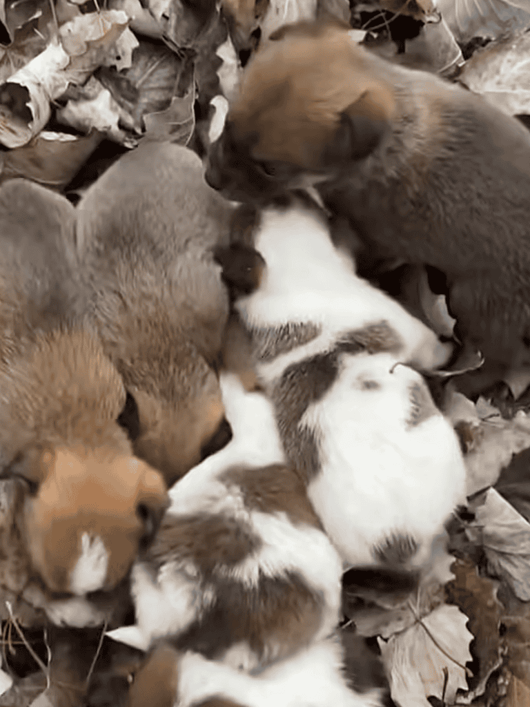 Cute puppies cuddling on fallen leaves outdoors.