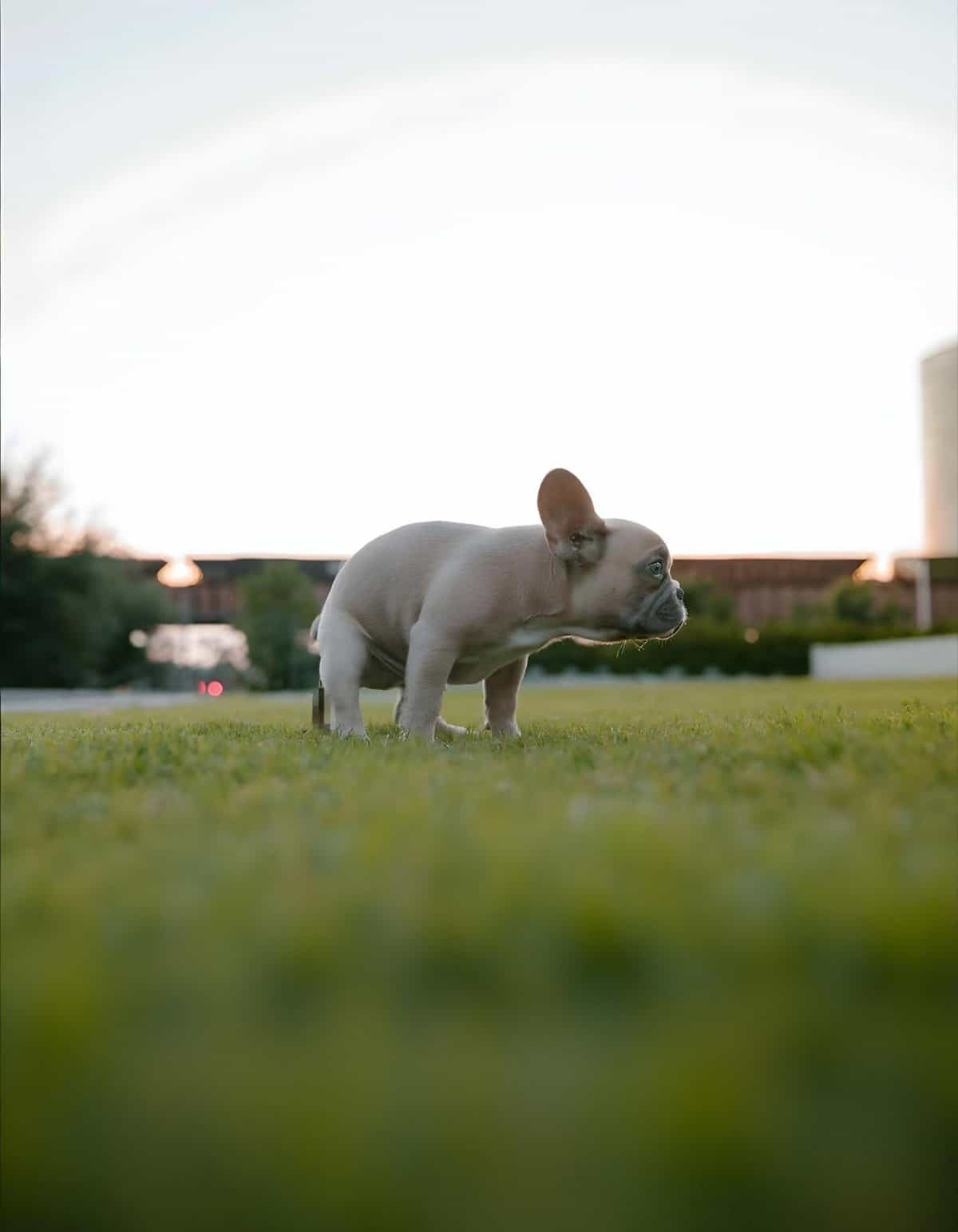 Adorable French Bulldog puppy exploring a grassy park during sunset.