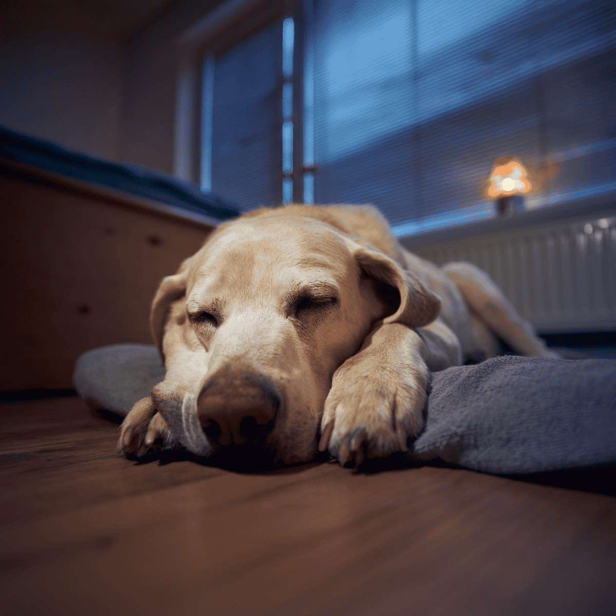 Dog sleeping peacefully on a soft bed indoors.