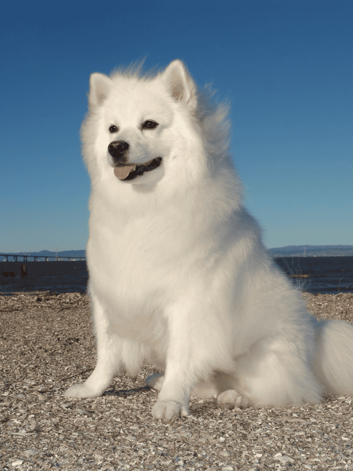 Fresh, clean dog grooming and bathing services for all breeds.