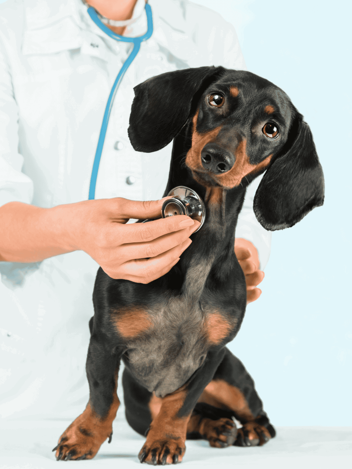 Vet examines a cute Dachshund puppy with a stethoscope at veterinary clinic.