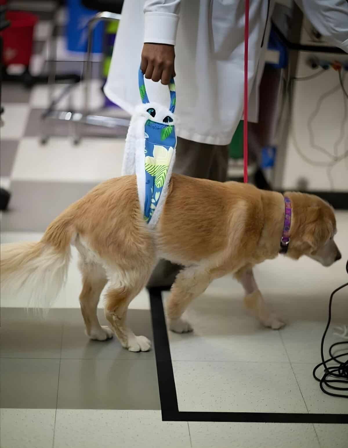 Dog with a decorative harness at a veterinary visit for health check-up.