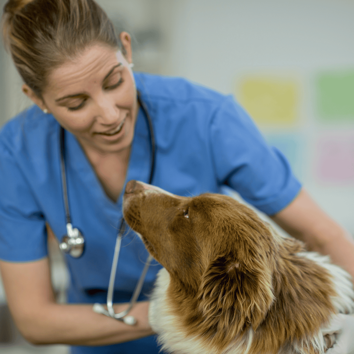 Compassionate veterinarian caring for a friendly dog in a modern clinic.
