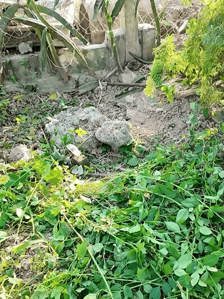 A cluttered outdoor space with weeds, rocks, and broken plants.