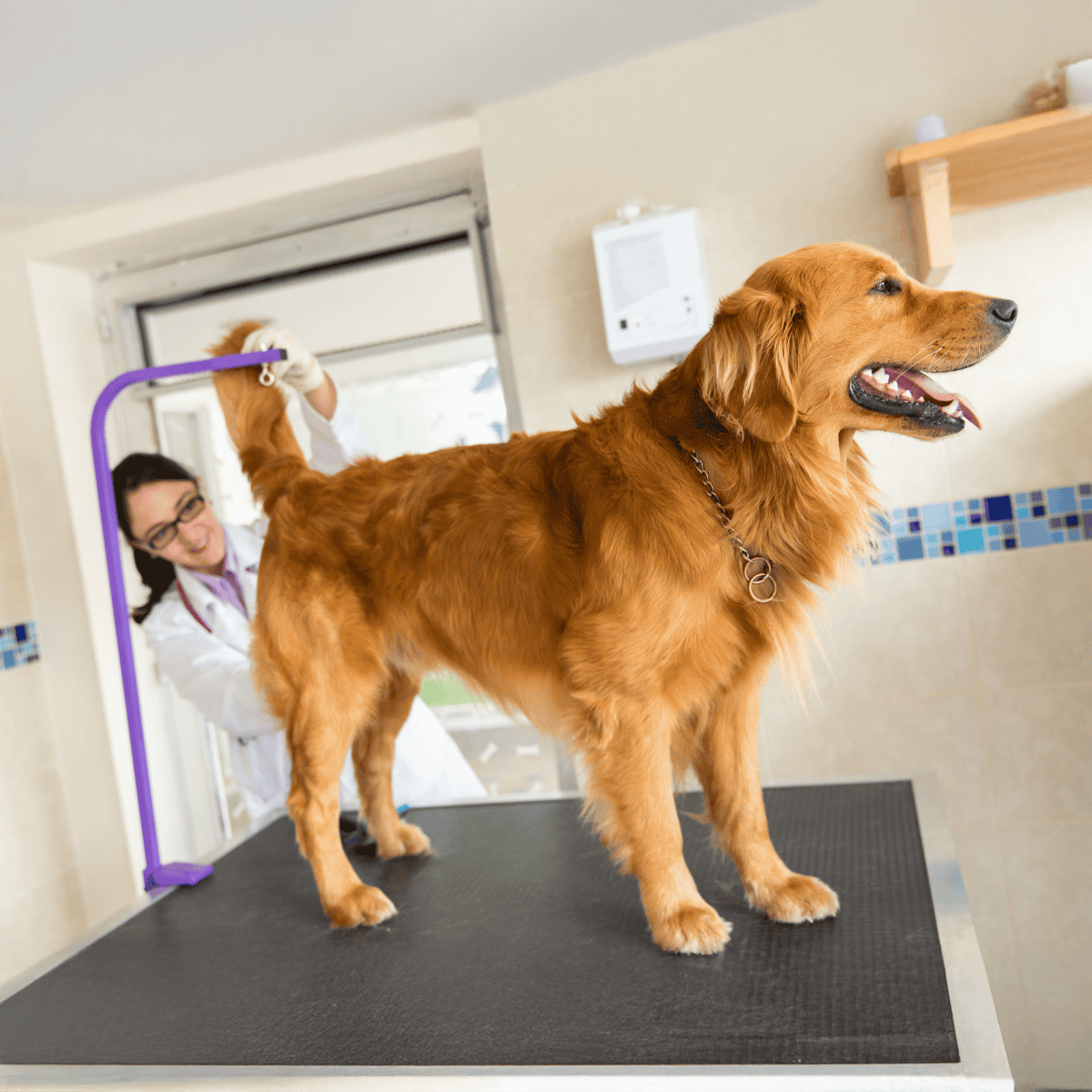 Friendly Golden Retriever being groomed at vet or grooming salon.
