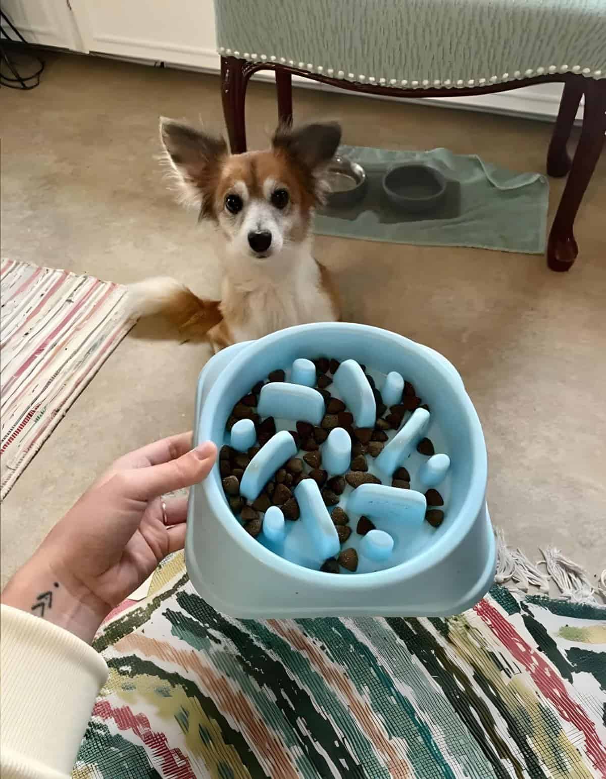 Alt text: Dog puzzle bowl with food, healthy dog food on a colorful blanket, indoor setting.