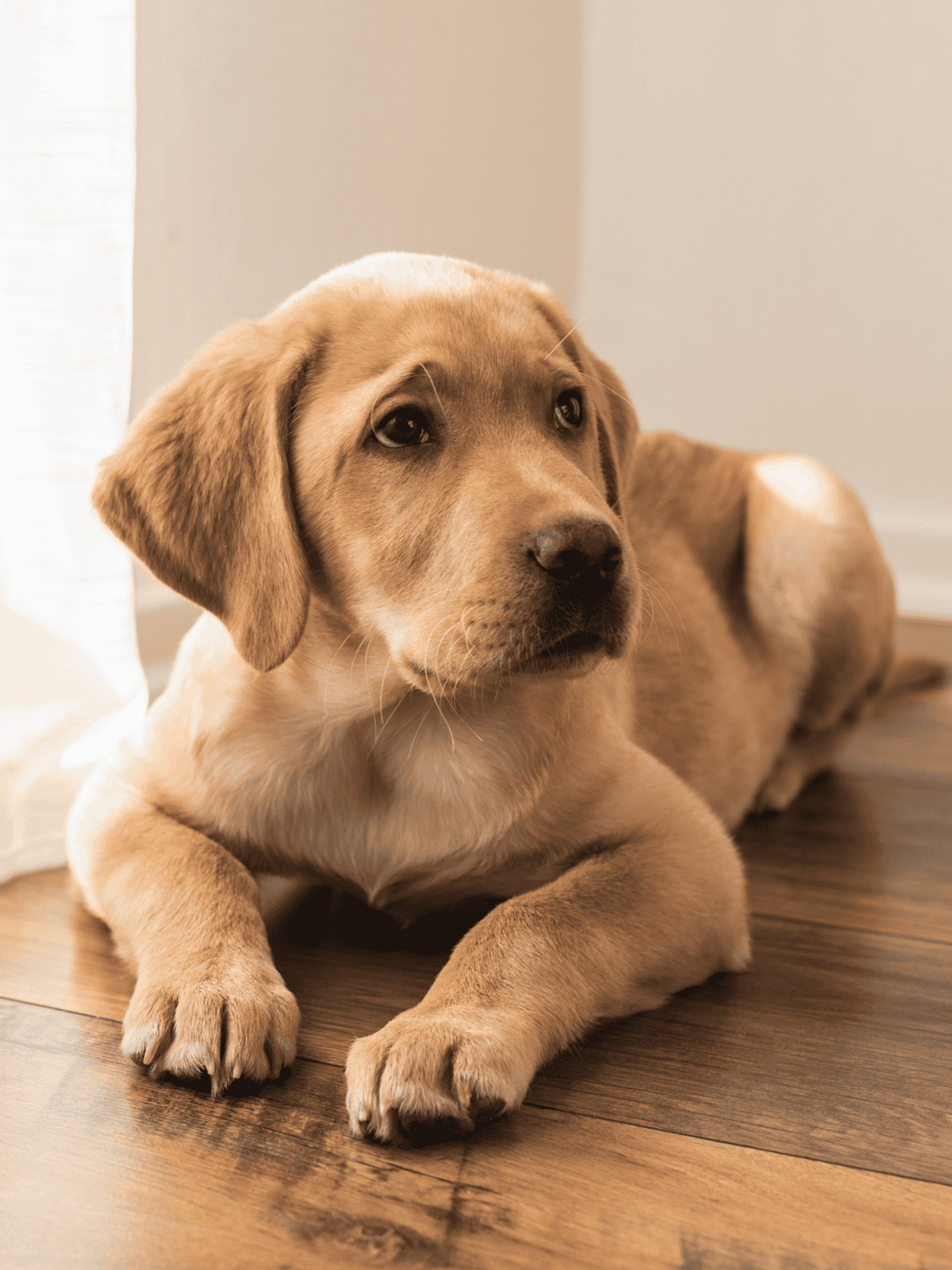 Cute Labrador Retriever puppy resting indoors with warm lighting and soft fur.